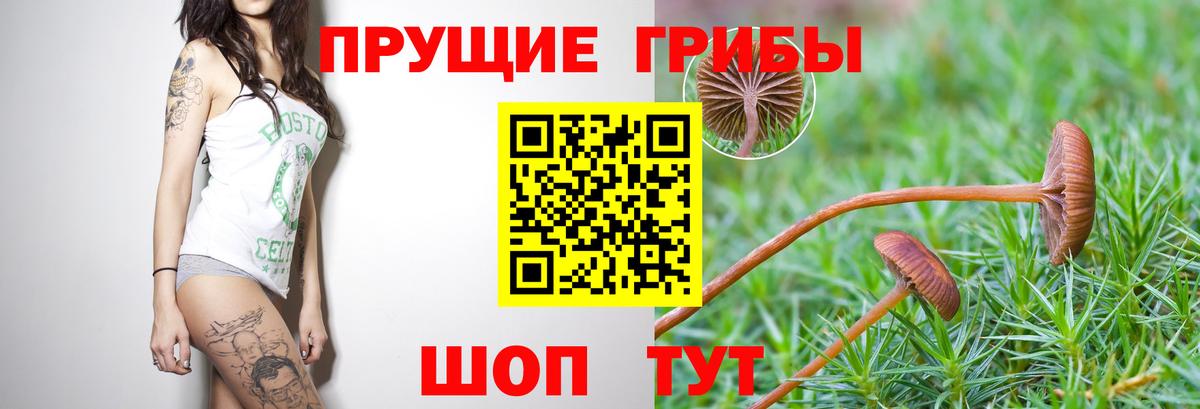 Псилоцибиновые грибы прущие грибы Краснотурьинск